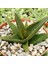 Haworthia Pentagona 10 Adet 1