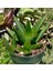 Haworthia Pentagona 10 Adet 3