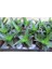 Haworthia Pentagona 10 Adet 4