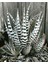 Haworthia Attenuata (Albino) 5 Adet 1