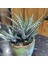Haworthia Attenuata (Albino) 5 Adet 2