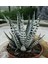 Haworthia Attenuata (Albino) 5 Adet 3