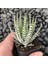 Haworthia Attenuata (Albino) 5 Adet 4