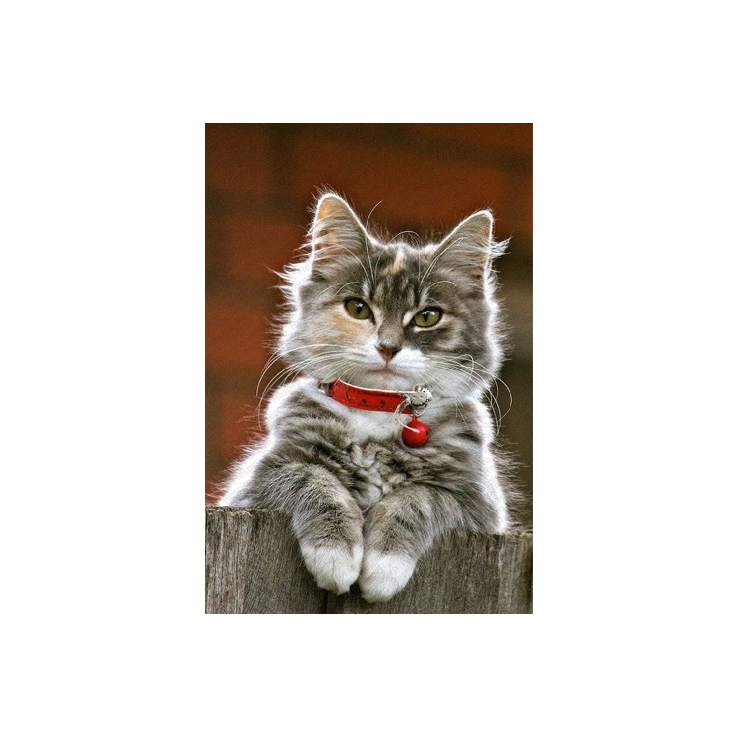 Resmiro Kedi Desenli Dijital Baskılı Halı Fiyatı