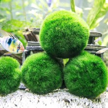 İthal Çesit Moss Ball 4-6Cm Canlı Bitki