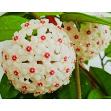 AKDENİZ TARIM HOYA CARNOSA 1,5 METRE KOKULU MUM ÇİÇEĞİ BİTKİSİ KALICI SAKSISINDA