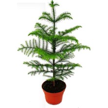 Berceste Peyzaj Salonçamı Arokarya Araucaria 50-60 cm Ev Ofis Salon Bitkisi