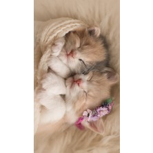 Resmiro Kaymaz Taban Yıkanabilir Kardeş Kediler Desenli Dijital Baskılı Halı