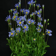 İdeasepet Mavi Sarı Felicia Amelloides Papatya Çiçeği Fidanı