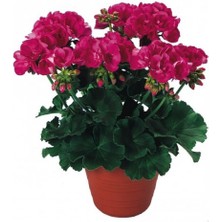 Berceste Peyzaj Sardunya Çiçeği Bahçe Balkon Bitkisi 35 cm Bahar Bitkisi