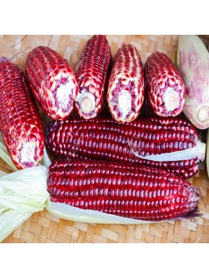 İdeasepet Naturel Kırmızı Ruby Mısır Tohumu (10 Tohum)