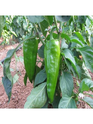 İdeasepet Ludus Rhoncus Közlemelik Tatlı Pat Biber Tohumu (5 Tohum)