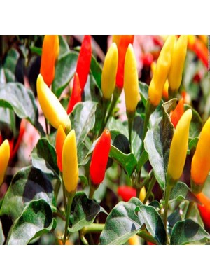 İdeasepet Naturally Doğal Tabasco Acı Biber Tohumu (20 Tohum)