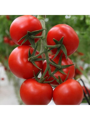 İdeasepet New Hybrid Bt 236 Oturak Domates Tohumu (20 Tohum)