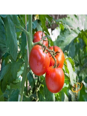 İdeasepet Natural Doğal Floridade Domates Tohumu (20 Tohum)