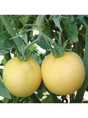 İdeasepet Natural Peach Şeftali Domates Tohumu (20 Tohum)