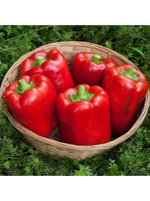 İdeasepet Naturally Doğal Kaliforniya Tatlı Dolmalık Biber Tohumu (20 Tohum)