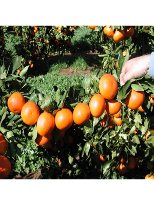 İdeasepet Tüplü Dolgulu W.Murcot Mandalina Fidanı