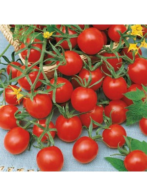 İdeasepet Doğal Naturel Lezzetli Çeri Pinpon Domates Tohumu (40''Tohum)