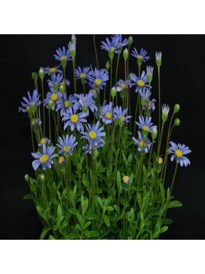 İdeasepet Mavi Sarı Felicia Amelloides Papatya Çiçeği Fidanı