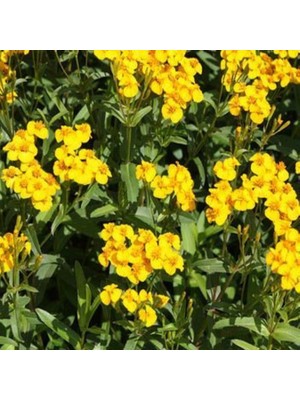 İdeasepet Doğal Tagetes Lucida Sarı Meksika Nane Tohumu (30 Tohum)