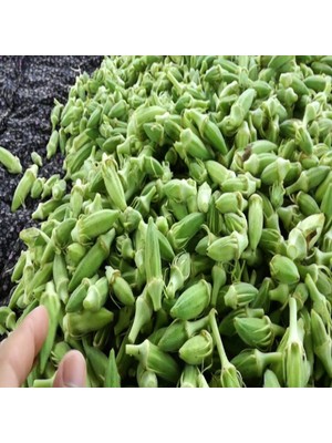 İdeasepet Verimli Sultani Bamya Tohumu (170 Adet Tohum)