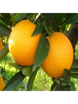 İdeasepet Tüplü Washıngton Portakal Fidanı