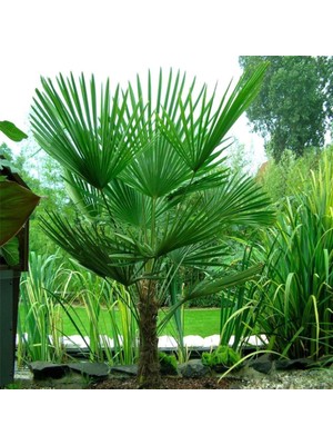 İdeasepet Tüplü Washingtonia Robusto Palmiye Fidanı (50-80 Cm)