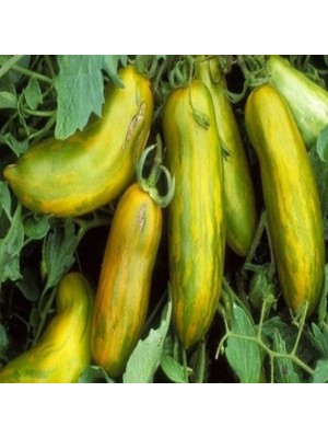 İdeasepet Natural Doğal Özel Sausage Domates Tohumu (20 Tohum)