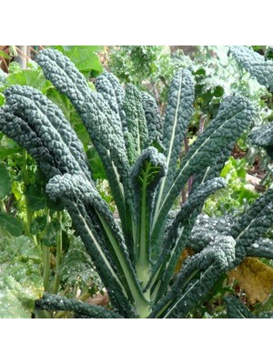 İdeasepet Naturel İtalyan Lacinato Kale Sebzesi Kale Tohumu (50 Tohum)