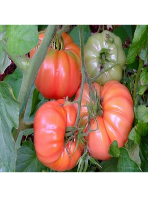 İdeasepet Doğal Bizim Köy F1 Domates Tohumu (10 Tohum)