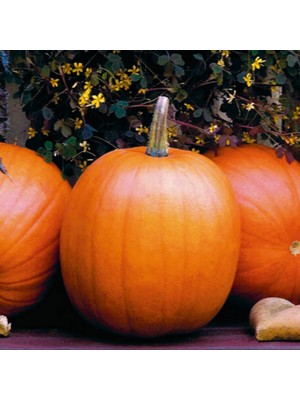 İdeasepet Verimli Yüksek Kaliteli Jack O Lanter Balkabağı Tohumu (5 Tohum)