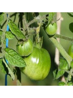 İdeasepet Naturel Doğal Green  Zebra Domates Tohumu (20 Tohum)