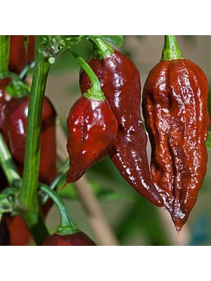 İdeasepet Magnorum Fultae Çok Acı Chocolate Bhut Jolokia Biber Tohumu (5 Tohum)