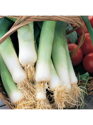 İdeasepet Naturel Dev Musselberg Pırasa Tohumu (100 Tohum)
