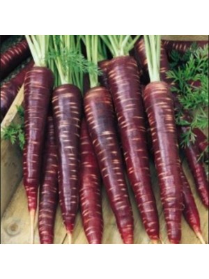 İdeasepet Naturel Şalgamlık  Mor Havuç Tohumu (20 Tohum)