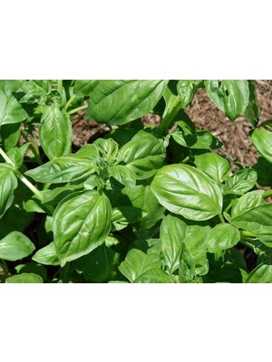 İdeasepet Naturel Lime Fesleğen Tohumu (100 Tohum)