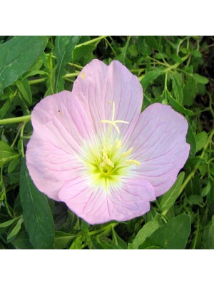 İdeasepet Naturel Kokulu İştah Açıcı Çuha Çiçeği Tohumu (55 Tohum)