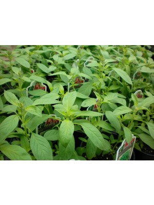 İdeasepet Naturel Limon Esanslı Fesleğen Tohumu (100 Tohum)