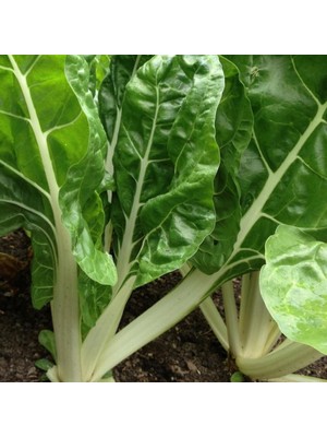 İdeasepet Naturel Geniş Yapraklı  Pazı Tohumu (40 Tohum)