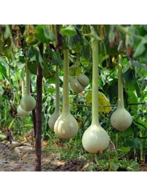 İdeasepet Naturel Dipper Süs (Su) Kabağı Tohumu (5 Tohum)