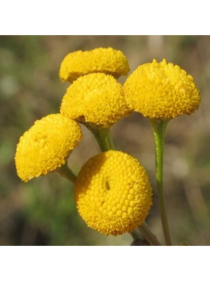 İdeasepet Naturel Haşeret Kovucu Solucan Tohumu (10 Tohum)