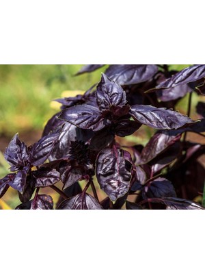 İdeasepet Naturel Mor Fesleğen Tohumu (250 Tohum)