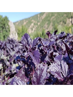 İdeasepet Saksıda Yetişebilen Doğal Mor Reyhan Fesleğen Tohumu (100 Tohum)