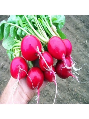 İdeasepet Naturel Geleneksel Kırmızı Turp Tohumu (550 Tohum)