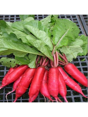 İdeasepet Geleneksel Parmak Turp Tohumu (50 Tohum)