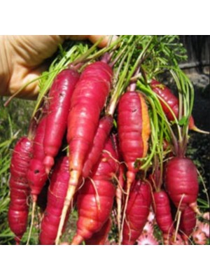 İdeasepet Doğal Şalgamlık Cosmic Purple Havuç Tohumu (40 Tohum)