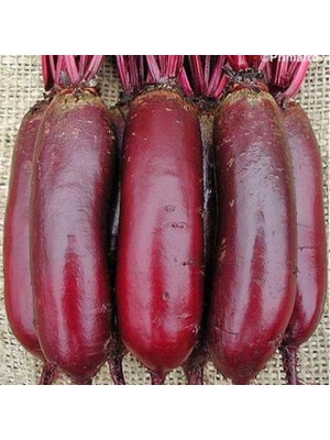 İdeasepet Naturel Şişman Uzun Cylindra Pancar Tohumu (40 Tohum)