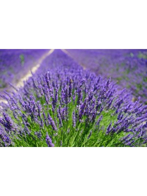 İdeasepet Naturel İngiliz Lavanta Tohumu (50 Tohum)