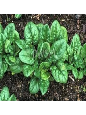 İdeasepet Geniş Yapraklı Bloomsdale Ispanak Tohumu (30 Tohum)